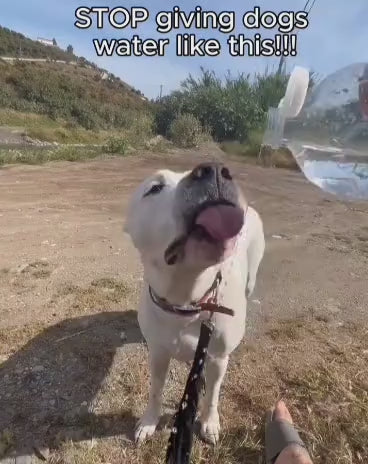 dog water bottle use 